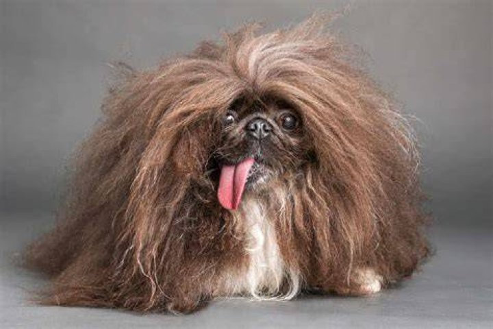 She Was Named World&rsquo;s Ugliest Dog, but &lsquo;She&rsquo;s Just Darling&rsquo; The New