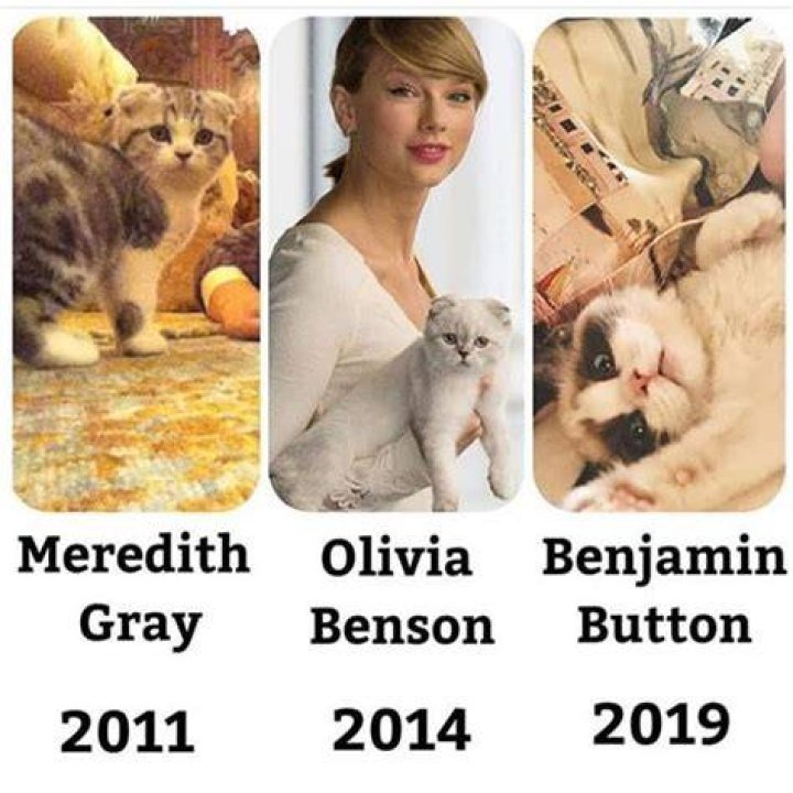 Taylor Swift Cats Names NancySpitzer